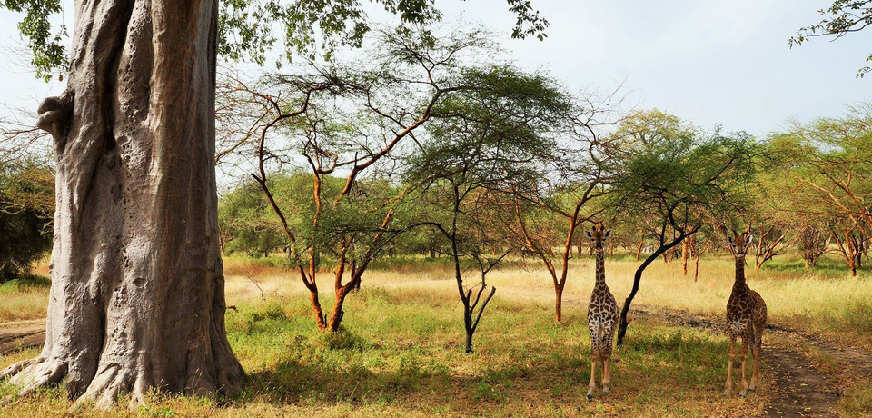 Park zwierząt Bandia niedaleko Dakaru