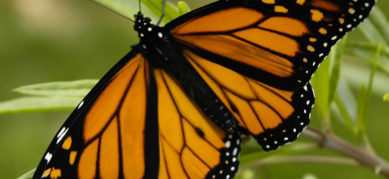 Niezwykła wędrówka monarchów. Ten cud natury może wkrótce dobiec końca