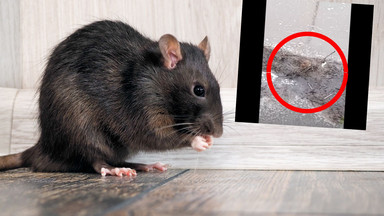 Plaga szczurów zagraża mieszkańcom. "Skala zjawiska jest ogromna"