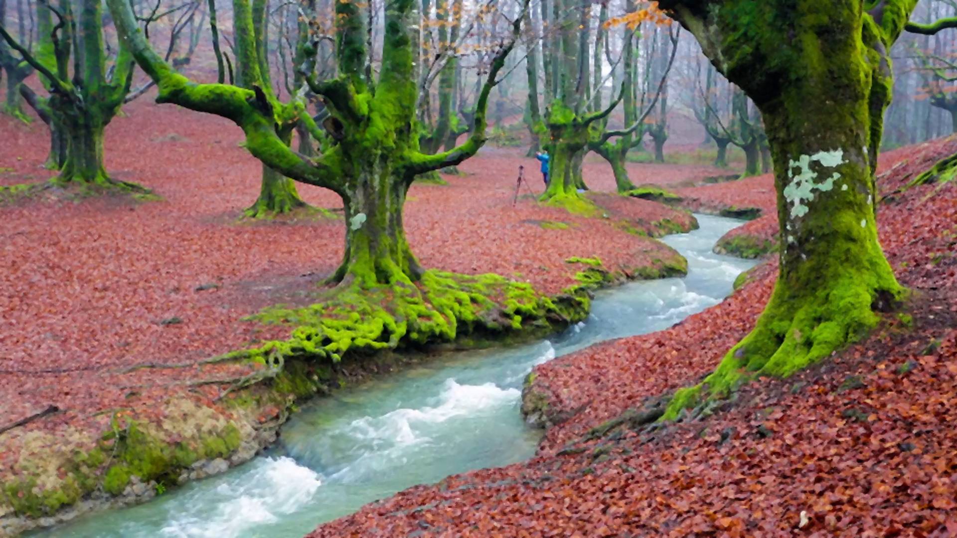 Otzareta je jedna od najlepših šuma na svetu