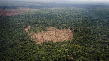 Do roku 2050 znikną lasy deszczowe o powierzchni Indii