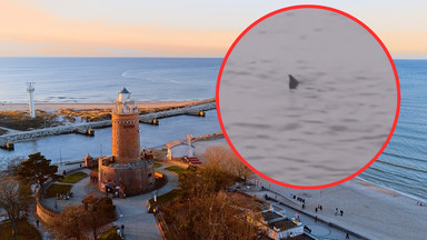 Czy w Bałtyku są rekiny? Odpowiedź może zaskakiwać
