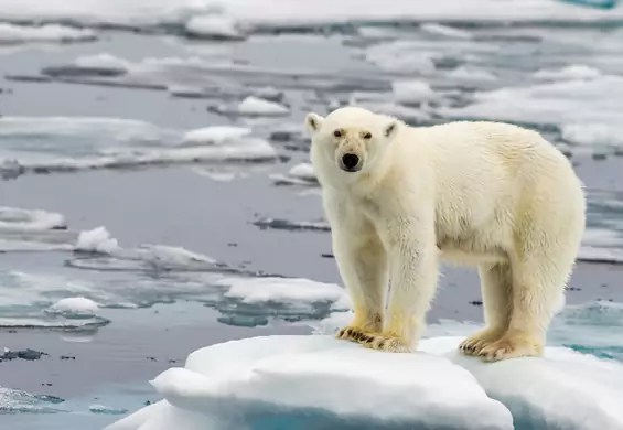 Możemy ocalić symbol globalnego ocieplenia? Zaskakujące odkrycie na Grenlandii