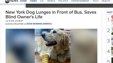Pies-przewodnik uratował życie swojej właścicielki