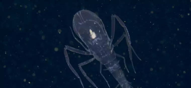 Naukowcy opublikowali wideo z najbardziej niesamowitymi gatunkami z morskich głębin. Zaobserwowano je w ostatnich miesiącach
