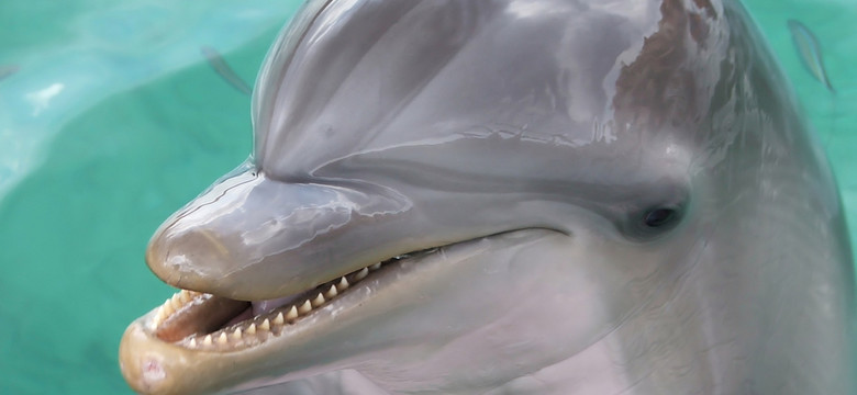 Figlarny delfin powodem zakazu kąpieli