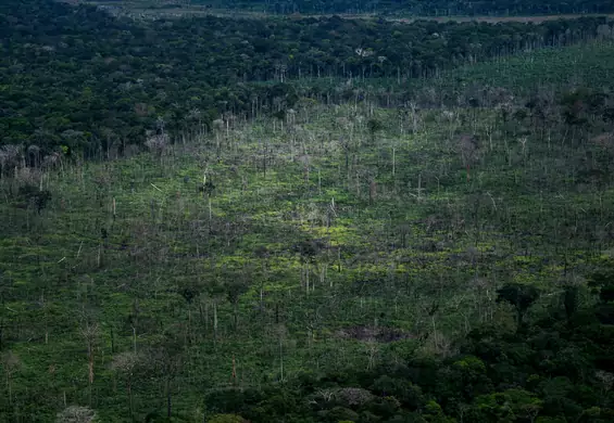 Ogromna część Amazonii może nigdy się nie odrodzić. Badacze nawołują do zmian