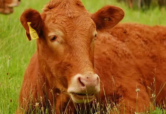 Zaskakująco duża część Amerykanów myśli, że brązowe krowy dają czekoladowe mleko