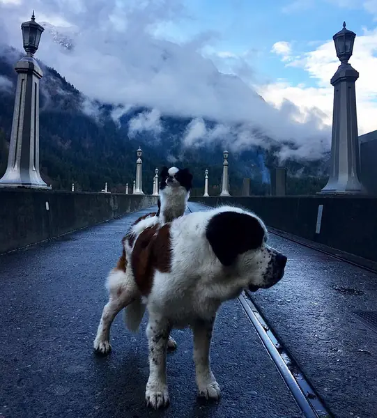 giant-saint-bernard-carries-tiny-dog-blizzard-lulu-david-mazzarella-4