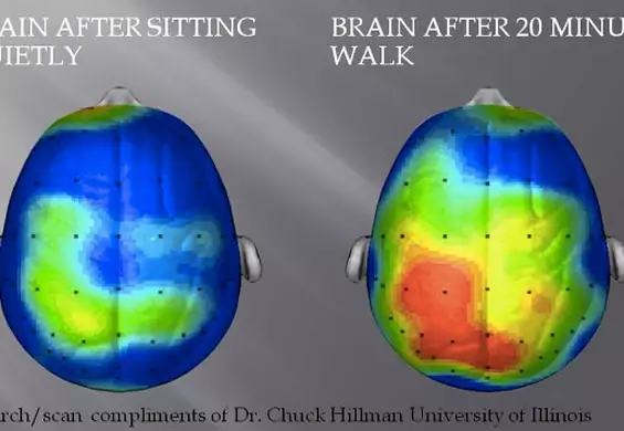 20-minutowy spacer ćwiczy mózg lepiej niż godzinne rozwiązywanie krzyżówki