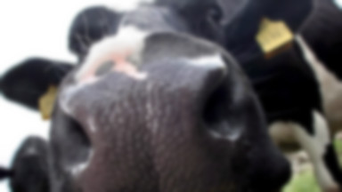 Mleko sklonowanej krowy pojawiło się sklepach