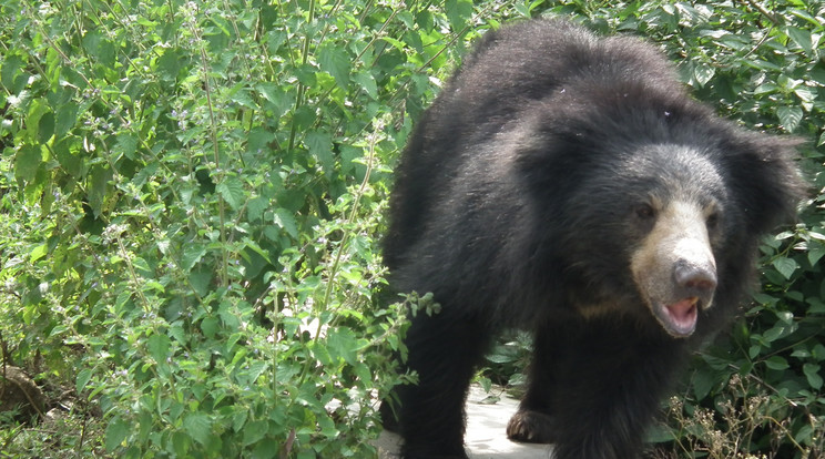 Az ajakos medve megölte a természetvédelmi őrt is / Illusztráció: Wikipédia
