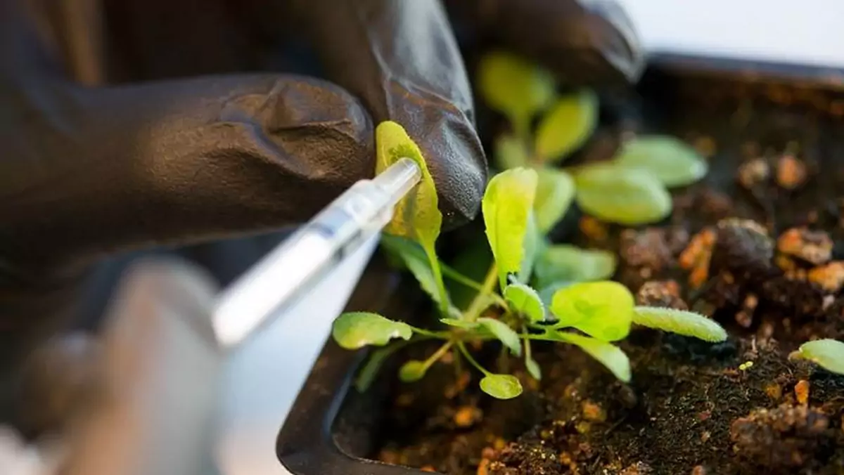 Naukowcy tworzą bioniczne rośliny