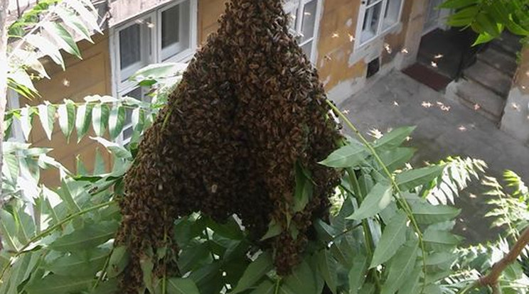 A Kálvin téri méhek