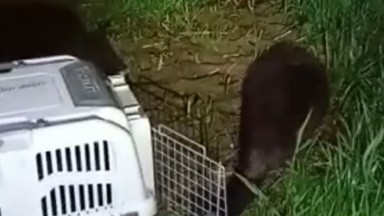 Bóbr zgubił się w mieście. Niecodzienna interwencja policji [WIDEO]