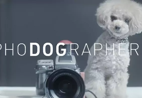 Psy w roli fotografa? Czworonogi totalnie zaskoczyły swoich właścicieli robiąc im sesje zdjęciowe
