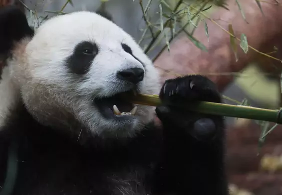 Pierwsze pandy wielkie w polskim ZOO. Czy trzymanie zwierząt w niewoli wciąż ma sens? [WYWIAD]