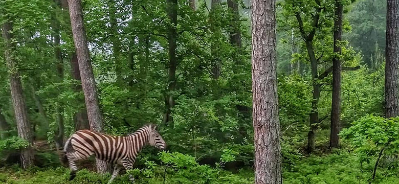Leśnicy spotkali w lesie pod Elblągiem... zebrę. "Klimat się ociepla"