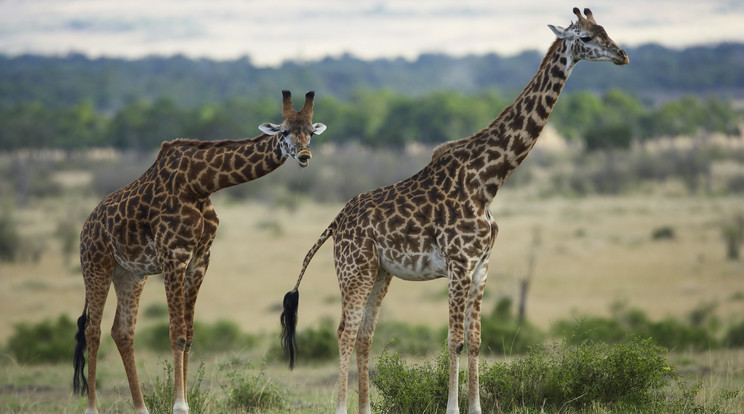 Na, ezek a zsiráfot nem fehérek, de a videón láthatja a különleges testvéreiket! /Fotó: AFP