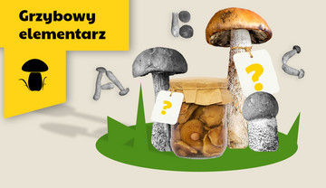 Dowiedz się, jakie grzyby są najzdrowsze, jak je zbierać i przyrządzać