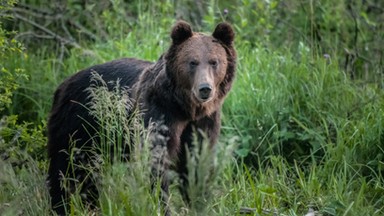 Jak się zachować, gdy spotkasz niedźwiedzia? Krążą błędne rady. "Nie zdejmuj plecaka"