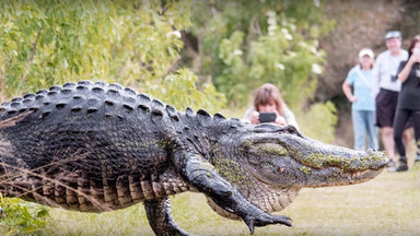 Bliskie spotkanie z ogromnym aligatorem