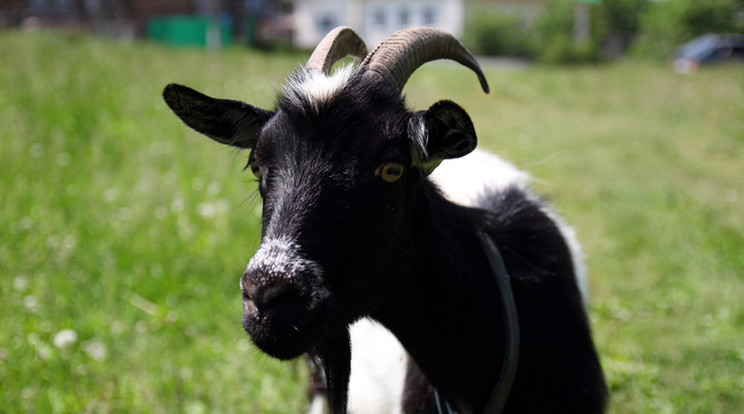 A kecske már évek óta volt Tatabánya réme/Fotó:Northfoto
