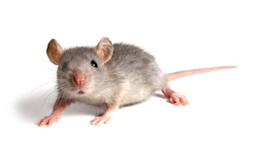 Dzięki specjalnemu żelowi myszom odrasta mózg