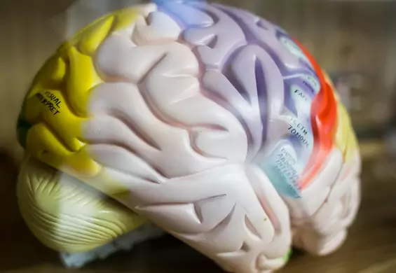 Sztuczna inteligencja pozwoli określić prawdziwy wiek mózgu