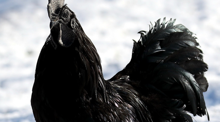 Az indonéz fekete kakas igazi különlegesség. Húsa és belső szervei is feketék /Fotó: Weber Zsolt