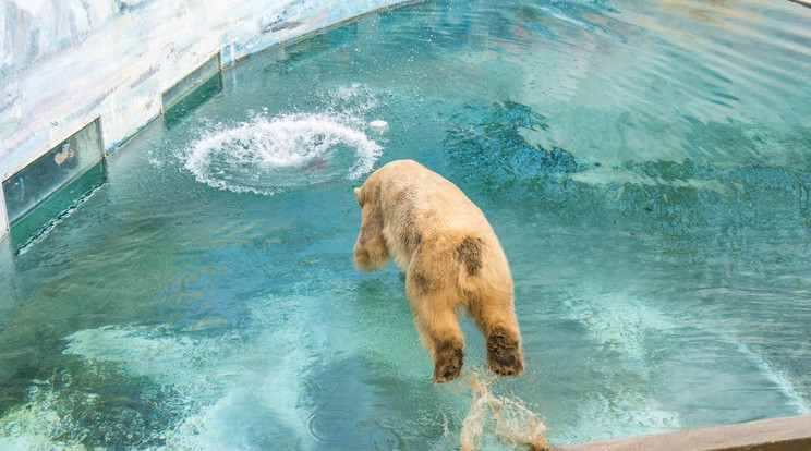 Egyik kedvenc mulatságuk a fejesugrás a
medence jeges vizébe /Fotó: Nyíregyházi Állatpark Facebook