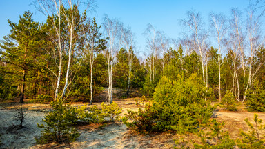 Co kryje Mazowiecki Park Krajobrazowy? Szlaki i atrakcje