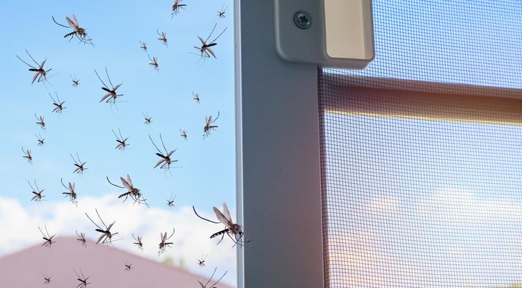 Így tudsz védekezni a kártevő rovarok ellen. Fotó: Getty Images