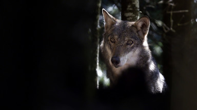 W Jakucji stan wyjątkowy z powodu wilków
