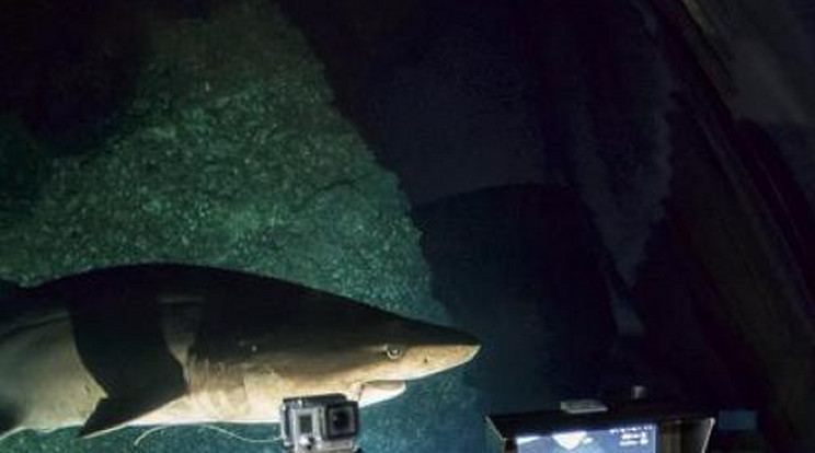 300 méter mélyen filmezték a cápákat
