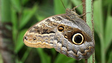 Zmierzchnica trupia główka potrafi piszczeć. Czym jeszcze zaskakują motyle?