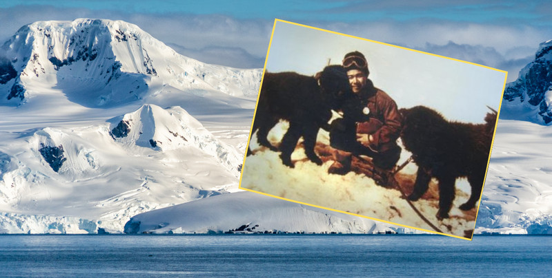 Porzucili 15 psów na Antarktydzie. Gdy wrócili po roku, nie wierzyli własnym oczom