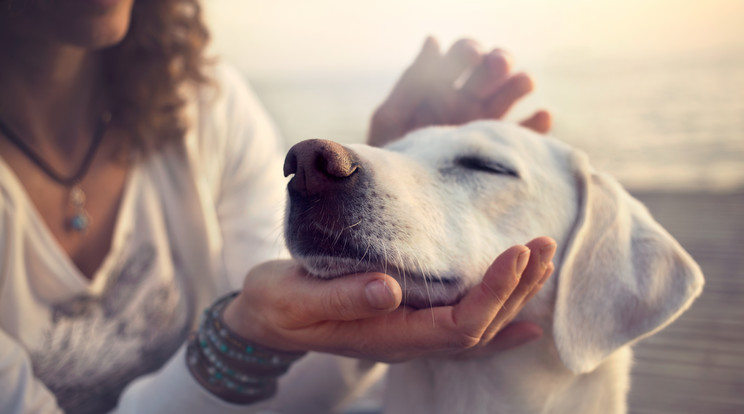 Így kényeztesse kutyáját!/Fotó:Shutterstock