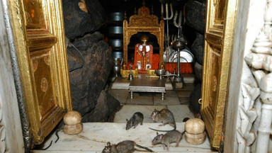 Świątynia szczurów