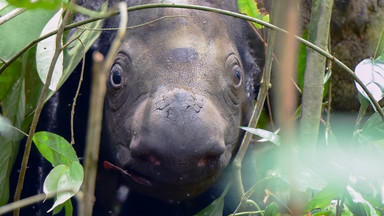 Narodziny niezwykle rzadkiego nosorożca sumatrzańskiego
