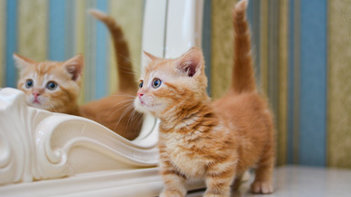Kot Munchkin – co warto o nim wiedzieć
