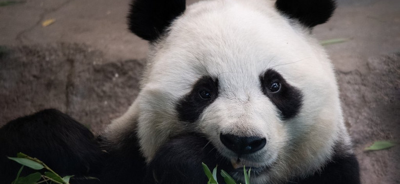 Panda wielka uratowana, ale nasz krewny, goryl wschodni bliski wymarcia