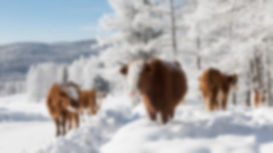 Krowy na Syberii noszą biustonosze? "To pozwala oszczędzić 2 litry mleka"