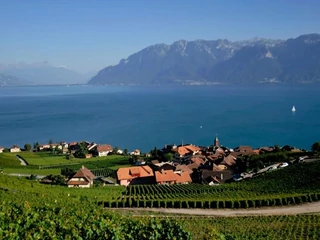 winnice lavaux