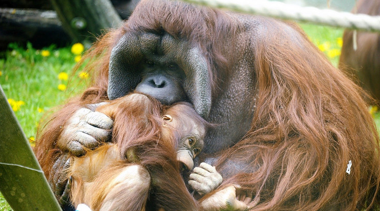 Guru, az apaorangután ölelő karjaiban mindig jól érzi magát kölyke, Ruti / Fotó: Nyíregyházi állatpark