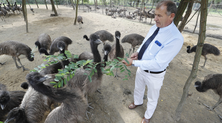 Milinki László polgármester gyakorta 
látogatja az emukat, 
és meg is eteti őket /Fotó: Fuszek Gábor