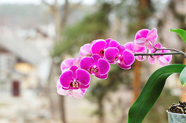 Orchidea Fotó: Thinkstock