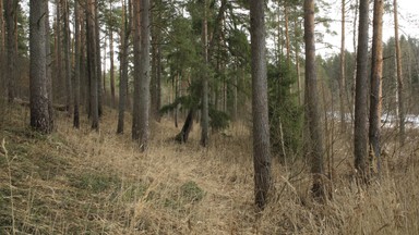 Leśnicy ostrzegają przed groźnym gadem. Patrz pod nogi na spacerach