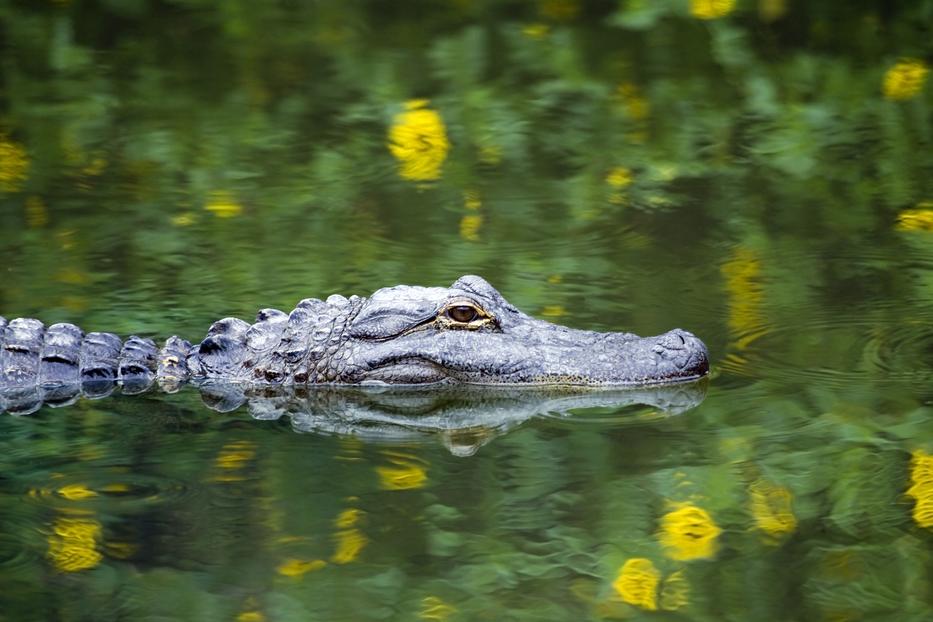 fotó: GettyImages