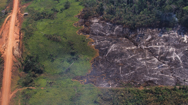 Niemcy i Norwegia zawieszają wpłaty do funduszu Amazonii. Prezydent Brazylii do Merkel: bierz tę swoją kasę